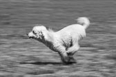 Hund_Chloe_02_BW-Bearbeitet.jpg
