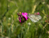 20200610_5866.jpg 20200610_5866.jpg