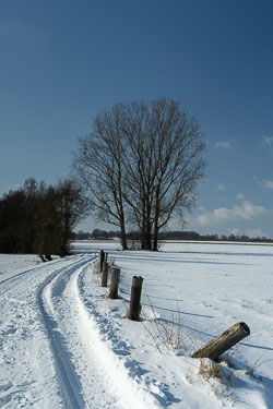 Pappeln im Winter 20210209_6649.jpg