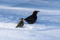 Schnabel voll Schnee 20210209_8046.jpg