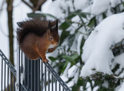 Eichhörnchen 20210210_8098.jpg