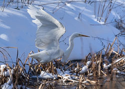 Silberreiher 20210213_3295.jpg