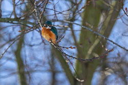 Eisvogel 20210213_3301.jpg