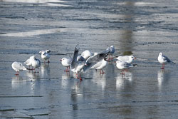 rutschig 20210214_3745.jpg