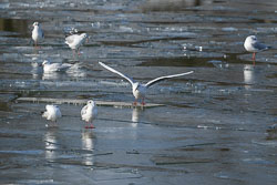 ice-surfing 20210214_3751.jpg