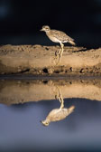 Botswana Collection
