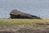 Trauernde Elefanten