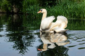 Spreewald Spreewald